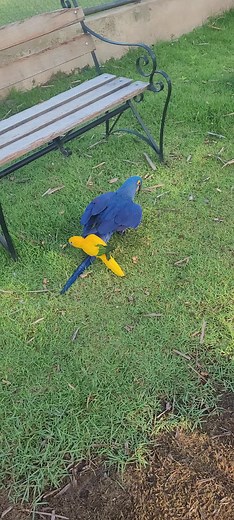 Os vídeos de flockvoolivre (@flockvoolivre) com som original - flockvoolivre