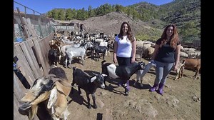 4.4M views · 15 reactions | No es una versión más del Despacito, es una ideada, elaborada y compartida por Ganaderas en Red, mujeres luchadoras, bellísimas y que levantan nuestro ánimo y demuestran que hay futuro. Por supuesto que lo hay. | Fademur | Facebook