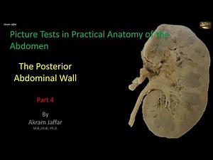 Picture Tests in Anatomy - Abdomen - Posterior Wall 4 • Video • MEDtube.net