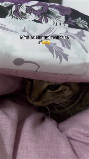 Understanding Cat Behavior: Why Cats Get Upset