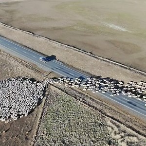 579K views · 798 shares | @maryburn_poll_merinos Mixed aged half breeds coming in for scanning a few weeks ago . . . #nzfarming #madeforfarming #NZag #nz #capturenz #nzimagery #destinationnz #kiwi_photos #agriculture #agriculturelife #socialmediamarketing #agvocates #agrisocialmedia #nzagsocialmedia #farm #farm365 #farmer #farmers #farmtotable #farm #airnzshareme #tastepurenature #NZdailyshot | NZ Farming | Facebook
