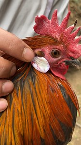 749K views · 11K reactions | MBA In Tourism & Hospitality Passout Student Started A Unique Chicken Farm In Naganari Baramullla . For More Information & Videos Visit Makhdoomi Chicken Farm Contact:- 7889669180 | Raashid Sarfaraz | Facebook