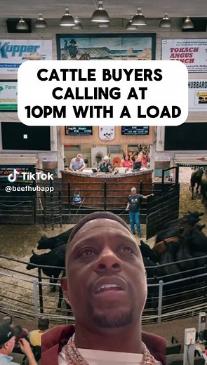 Livestock Cattle Transport: Tips for Cattle Haulers