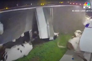 Cows spill out of truck after semi flips on its side, video shows