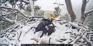 It’s Been a Snowy Week in Big Bear Valley! How Does Bald Eagle Mom Jackie Keep Her Babies Warm?