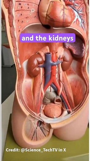 Where exactly are your kidneys located? #science #anatomy #kidneyhealth #physiology #stemlearning