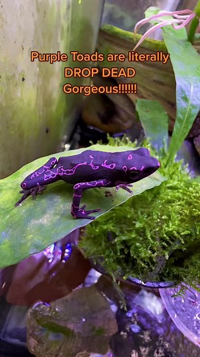 Atelopus Barbotini: The Purple Toad Explained
