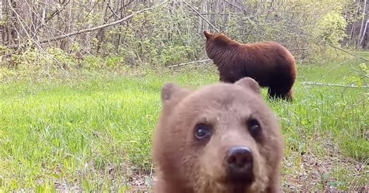 Cet ourson a attaqué une caméra de surveillance qu'il a repérée, et les images sont incroyables