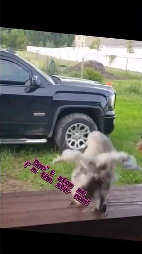 When Music Starts, the Parrot Can’t Stop Dancing! 🎶 #funny