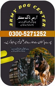 16 shares · 4 comments | Army Dog Center Khoji Dogs Service...