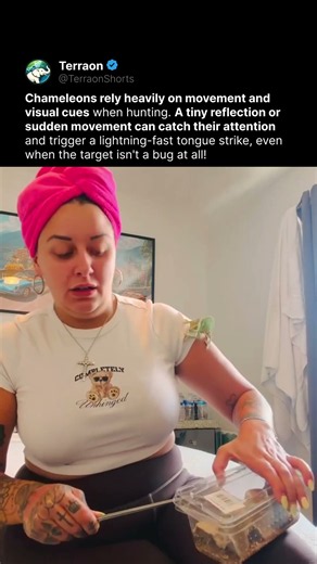 The Chameleon Thought Her Eye Was Food