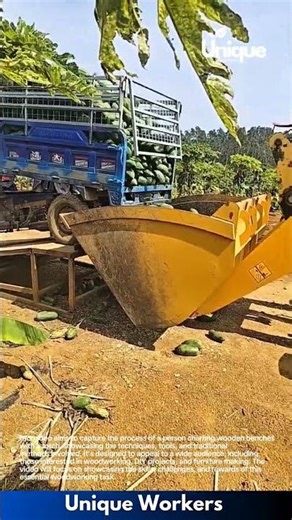 Cucumber harvest: a day in the life of a cucumber farmer