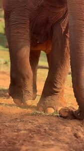 Take a closer look—can you see what’s in Baitoeuy’s trunk? 🤔🐘 Clever Baitoeuy is holding a tiny scratching stick. She consistently favors using a small stick to sooth that itch with precision. ลองมองดูดีๆ แม่ใบเตยแสนฉลาดถือไม้เกาอันจิ๋วไว้ในงวง แม่ใบเตยชอบใช้ไม้เกาอันเล็กๆเสมอ เพราะสามารถใช้ เกาได้ตรงจุดที่เธอต้องการคะ #ElephantNaturePark #แอลลิแฟ้นท์เนเจอร์ปาร์ค #Elephant #ChiangMai | Elephant Nature Park