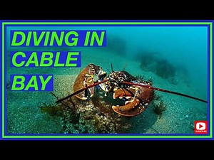 Diving Cable Bay | Diving North Wales | Shore Dive at Porth Trecastell Anglesey with Sharks