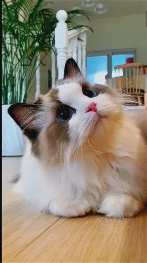 Cute Cat 😺 Ringtone |#ringtone #cute #cat #catlovers #viral #cats #shorts