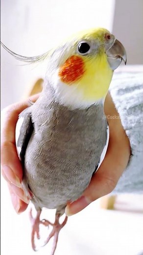 Adorable singing alert! 💖🎶🦜😍 #cockatielscraze