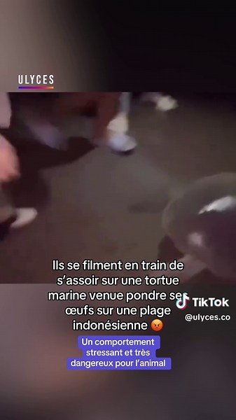 Ils se filment en train de s’assoir sur une tortue marine venue pondre ses œufs sur une plage indonésienne 😡. Un comportement stressant et très dangereux pour l’animal. Crédit : images amateur