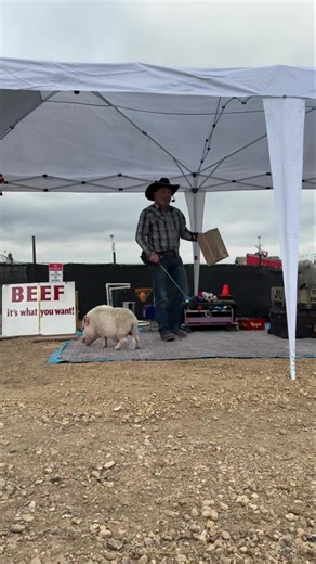 5.4K views · 77 reactions | Some benefits of target stick training with Jon Vincent of Top Hogs. Have you trained your mini pig with a target stick? Would you be interested in learning more? | AMPA- American Mini Pig Association | Facebook
