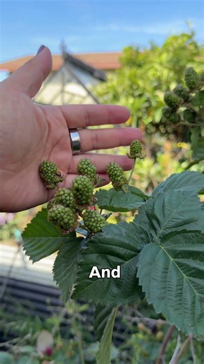Blackberries are NOT berries