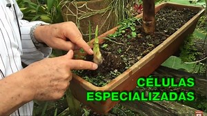 La clonación vegetal