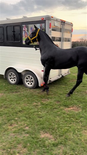 QT Stables Stallion Big Shadow