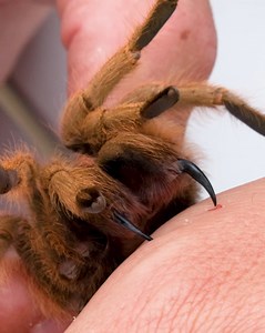 1.4M views · 16K reactions | Are these desert creatures as dangerous as they look?? | Brave Wilderness | Facebook