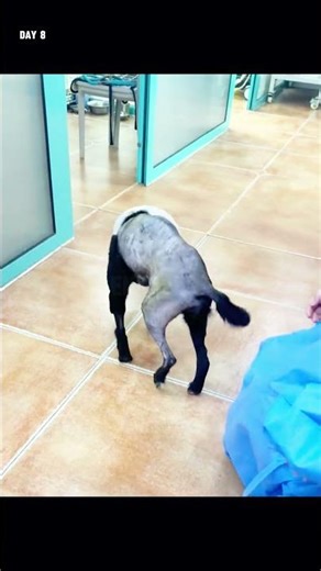 A stray dog was hit by a car and left dying — the vet's words after we rushed her in silenced us all