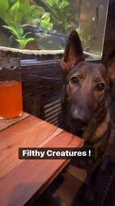 Filthy Creatures ! #funny #dog #sadiethesableshepherd | Sadie the sable shepherd