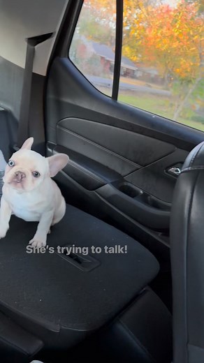 #frenchbulldog #dogmomma #frenchiepuppy #frenchie #doglife #DogMomLife #frenchielove #cutebaby #cute | Jenny Watkins