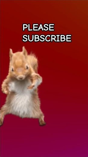 This Is How A SQUIRREL 🐿️ DANCE ✨!!!! #funny #shorts #squirrel