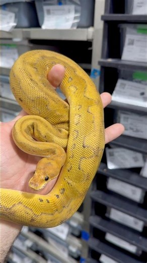 Super Enchi Champagne YB Clown Female?! This Combo Is Wild 🔥🐍