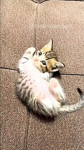 Cutest Playful Kittens Compilation 🐾❤️ #shorts #cat #kitten
