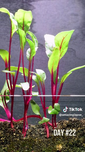 Beetroot Plant Growth Time-lapse Video