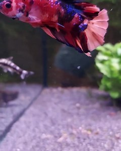 Is there anything more elegant than a Betta? 🥰🥰 Can you top these beauties? Would love to see | Abyss Aquatic Warehouse