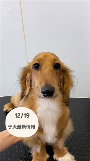 ペットショップボビー旭川店 on Instagram: "𓈒𓏸𓈒꙳𓂃 𓈒𓏸𓈒꙳𓂃 𓈒𓏸𓈒꙳𓂃 𓈒𓏸𓈒꙳𓂃 𓈒𓏸𓈒꙳𓂃 ・ ・ オーナー様募集中のミニチュアダックスフンドの男の子です👦🏻🧡 ・ ・ ・ ⁡人懐っこくてとても可愛い男の子です🩵 撫でられるのが大好き🐶✨️ 撫でられると気持ちよさそうなお顔していてとても可愛いです🫧 ・ ・ ・ ・ ❁⃘詳細❁⃘ ＼SALE／ 生体代：￥198,000(税込) →￥110,000(税込) お誕生日：2025/3/13 毛色：レッド 性別：男の子 マイクロチップ埋込み ワクチン3回接種済み ※お散歩行けます🚶‍♀️✨️ ・ ・ ・ お問い合わせの際はお電話ください📞 ・ ご来店の際はインスタを見て来ましたとお話ください。 ・ ・ 皆様のご来店お待ちしております🫶🏻 ・ ・ ・ #北海道 #犬 #いぬ #旭川犬 #旭川いぬ ペット 旭川ペット ペットショップ ペットショップ旭川 petshop 旭川ペットショップ 旭川ペットショップボビー ミニチュアダックスフンド 旭川ダックス ダ