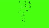 Animation flow black music notes on green background. Flying up...