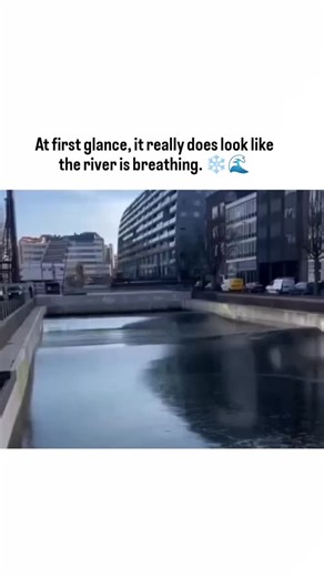 Candy Crush on Instagram: "At first glance, it really does look like the river is breathing. ❄️🌊 This viral clip captures a rare winter phenomenon often called an “ice wave” or ice shove, filmed along an urban canal. Instead of shattering, a thin ice sheet buckles and rolls forward in slow, rhythmic pulses, pressing against the bank like a living surface. What makes it so eerie is the orderliness. Large, flat plates of ice slide over one another, stacking and curling as pressure builds undernea
