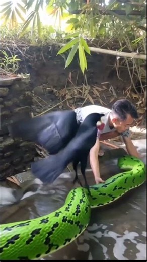 🐍🍇🐦 Paket anggur segar dari si Gagak hitam. (KONTEN AI) #AI #FYP #Viral