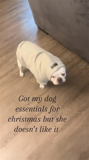 Dog Essentials for Christmas