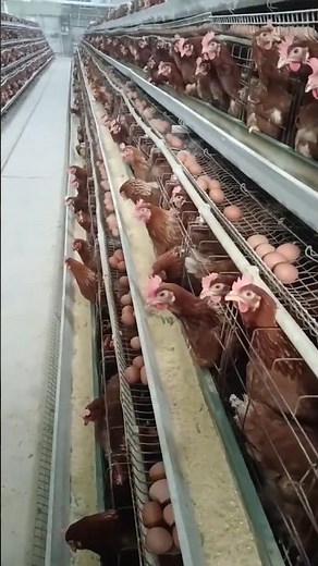 Egg Machines: The Life of a Hen in an Industrial Laying Facility 👀