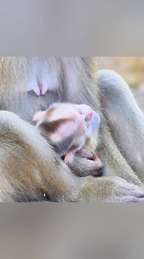 Reel created from [Luna Feeding Milk to Baby and Itself] | Story History | Facebook