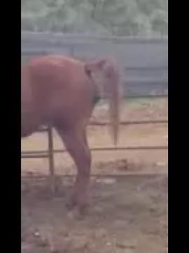 Herman my hermaphrodite Quarter Horse still learnin how to pee