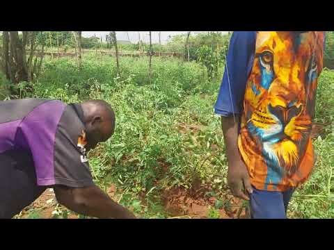 How to Stake Tomatoes Like a Pro | Tomato Farming Tips for Bigger, Healthier Harvests