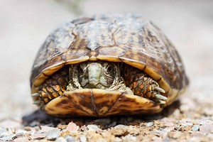 Ornate Box Turtle
