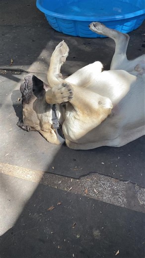 Just a silly Buddy boy Available for adoption Children yes Dogs with introduction. Yes Cats no Fenced yard yes Crate trained Still pulls on leash; will try to chase cats and squirrels Likes car rides House trained Just wants to be with you! Available for immediate adoption Up to date, neutered, microchipped #availableforadoption | Mastiff Rescue Oregon