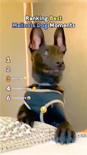 ranking funniest dog moments #usa
