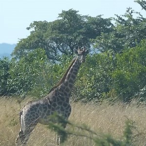 Crazy African Animal Discoveries! | TREAD the Globe