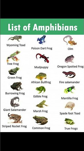 List of Amphibians! 🌊🐸 ✨