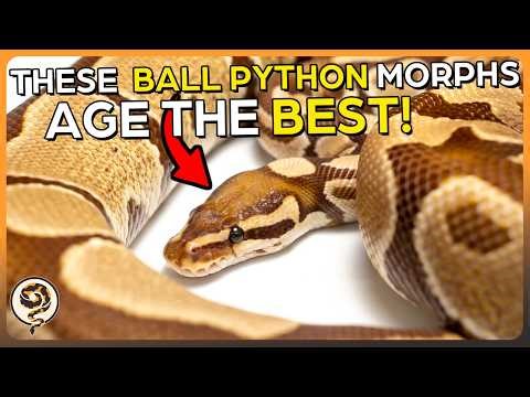 These 5 Ball Python Morphs Age the Best!