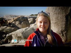 MEET THE PENGUINS on Animal Planet at My-HD